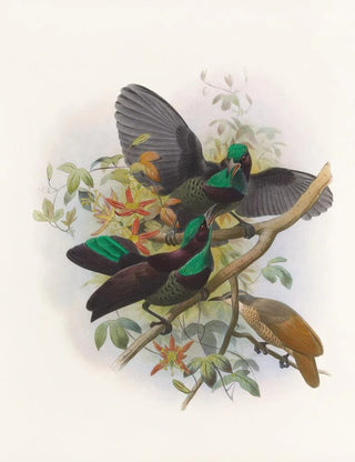 Ptiloris Victorie - Daniel Giraud Elliot — artwork view
