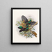 Ptiloris Victorie - Daniel Giraud Elliot — framed artwork on a wall