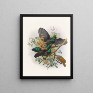 Ptiloris Victorie - Daniel Giraud Elliot — framed artwork on a wall