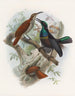 Ptiloris grandis - Daniel Giraud Elliot — artwork view