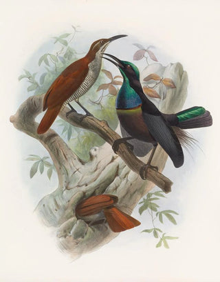 Ptiloris grandis - Daniel Giraud Elliot — artwork view