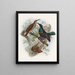 Ptiloris grandis - Daniel Giraud Elliot — framed artwork on a wall