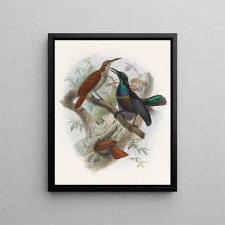 Ptiloris grandis - Daniel Giraud Elliot — framed artwork on a wall