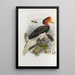 Rhinoplax vigil - Daniel Giraud Elliot — framed artwork on a wall