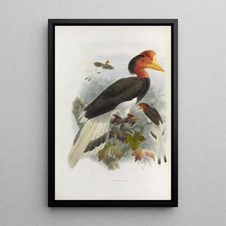 Rhinoplax vigil - Daniel Giraud Elliot — framed artwork on a wall