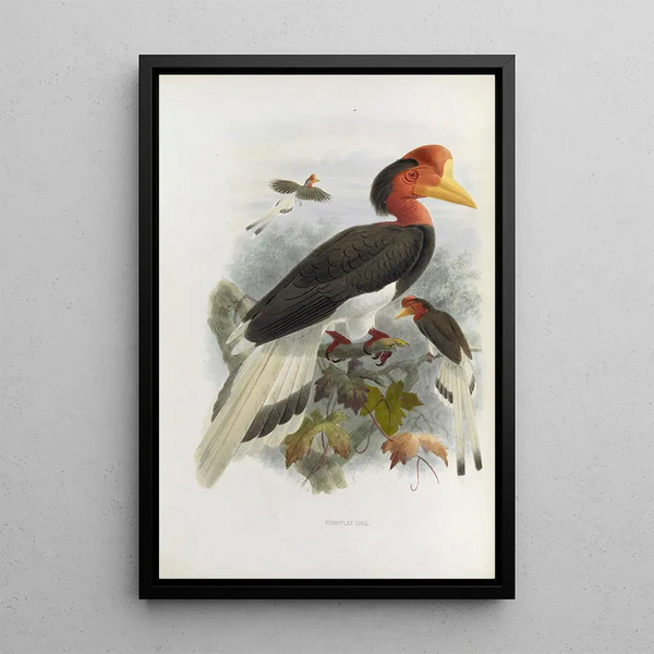 Rhinoplax vigil - Daniel Giraud Elliot — framed artwork on a wall