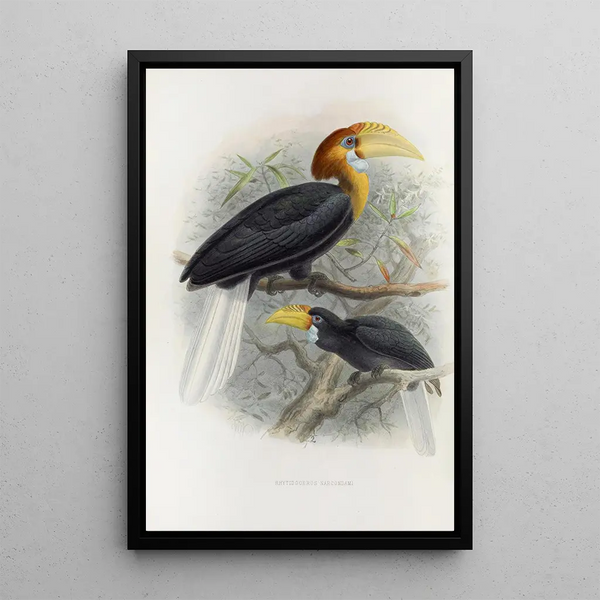 Reproduction of the painting Rhytidoceros narcondami - Daniel Giraud Elliot