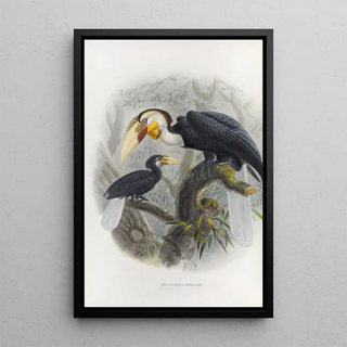 Reproduction of the painting Rhytidoceros undulatus - Daniel Giraud Elliot
