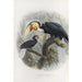 Reproduction of the painting Rhytidoceros undulatus - Daniel Giraud Elliot