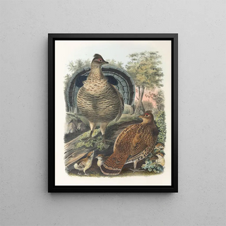 Golden-crowned Gnatcatcher - Daniel Giraud Elliot — framed artwork on a wall