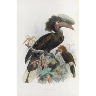 Reproduction of the painting Sphagolobus atratus - Daniel Giraud Elliot