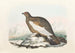 Lagopède de Spitzberg - Daniel Giraud Elliot — artwork view