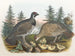 Canadian Grouse - Daniel Giraud Elliot — artwork view