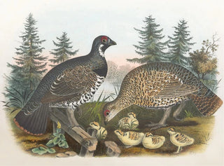 Canadian Grouse - Daniel Giraud Elliot — artwork view