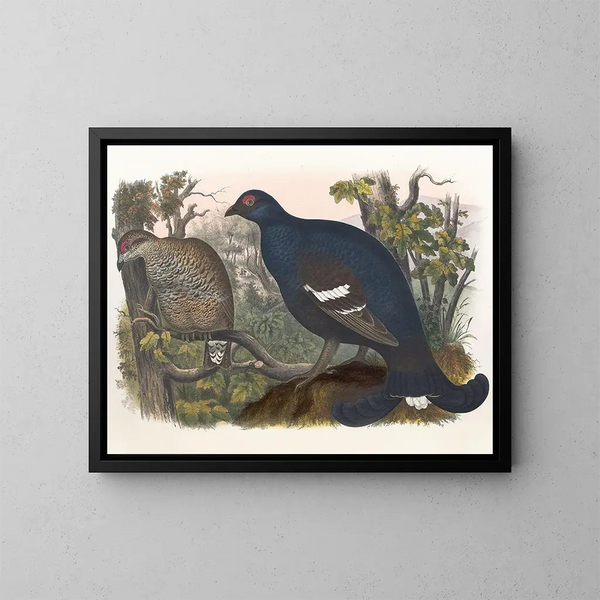 Le Tétras lyre - Daniel Giraud Elliot — framed artwork on a wall
