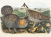 The Prairie Grouse - Daniel Giraud Elliot — artwork view