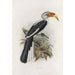 Tockus deckeni - Daniel Giraud Elliot — artwork view