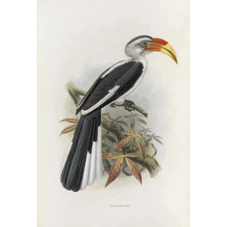 Tockus deckeni - Daniel Giraud Elliot — artwork view