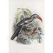 Tockus erythrorhynchus - Daniel Giraud Elliot — artwork view