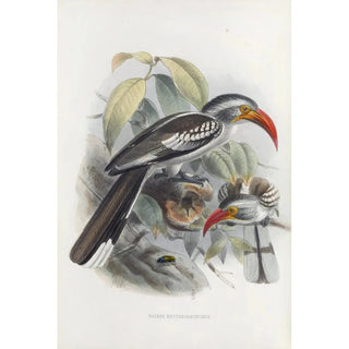Tockus erythrorhynchus - Daniel Giraud Elliot — artwork view