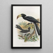 Reproduction of the painting Tockus fasciatus Tockus semifasciatus - Daniel Giraud Elliot