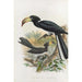Reproduction of the painting Tockus fasciatus Tockus semifasciatus - Daniel Giraud Elliot