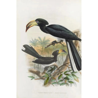 Reproduction of the painting Tockus fasciatus Tockus semifasciatus - Daniel Giraud Elliot
