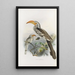Reproduction of the painting Tockus flavirostris - Daniel Giraud Elliot
