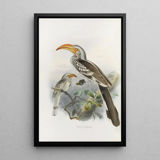 Reproduction of the painting Tockus flavirostris - Daniel Giraud Elliot