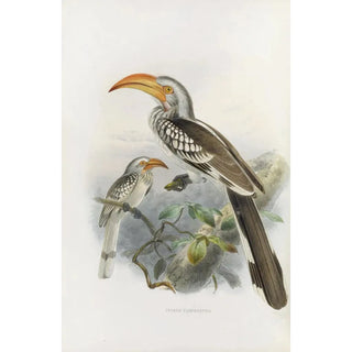 Reproduction of the painting Tockus flavirostris - Daniel Giraud Elliot