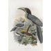 Tockus gingalensis - Daniel Giraud Elliot — artwork view