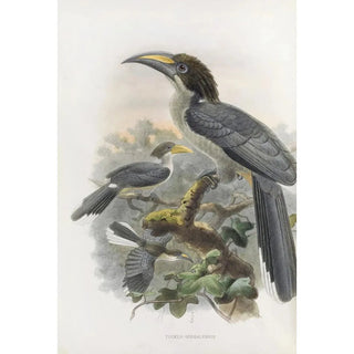 Tockus gingalensis - Daniel Giraud Elliot — artwork view