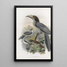 Tockus gingalensis - Daniel Giraud Elliot — framed artwork on a wall