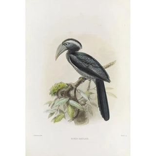 Tockus hartlaubi - Daniel Giraud Elliot — artwork view