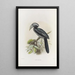 Tockus hartlaubi - Daniel Giraud Elliot — framed artwork on a wall