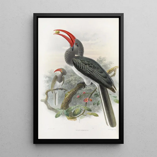 Reproduction of the painting Tockus hemprichii - Daniel Giraud Elliot