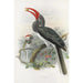 Reproduction of the painting Tockus hemprichii - Daniel Giraud Elliot