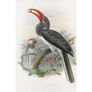 Reproduction of the painting Tockus hemprichii - Daniel Giraud Elliot