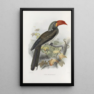 Reproduction of the painting Tockus melanoleucus - Daniel Giraud Elliot