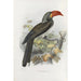 Reproduction of the painting Tockus melanoleucus - Daniel Giraud Elliot