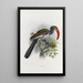 Reproduction of the painting Tockus monteiri - Daniel Giraud Elliot