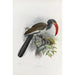 Reproduction of the painting Tockus monteiri - Daniel Giraud Elliot