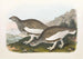 Lagopède à queue blanche - Daniel Giraud Elliot — artwork view