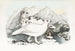 Lagopède des saules - Daniel Giraud Elliot — artwork view