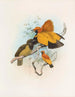 Xanthomelus aureus - Daniel Giraud Elliot — artwork view