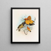 Xanthomelus aureus - Daniel Giraud Elliot — framed artwork on a wall
