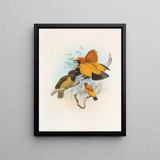 Xanthomelus aureus - Daniel Giraud Elliot — framed artwork on a wall
