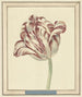 Tulip named Bisar Cardinal de Fleuri - Daniel Marot the Younger — artwork view
