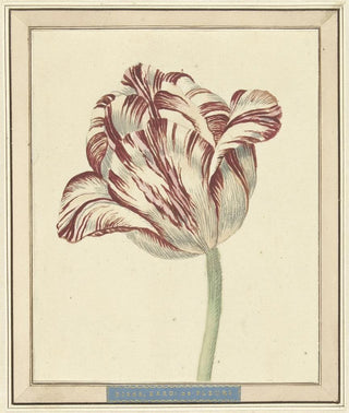 Tulip named Bisar Cardinal de Fleuri - Daniel Marot the Younger — artwork view