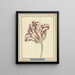 Tulip named Bisar Cardinal de Fleuri - Daniel Marot the Younger — framed artwork on a wall